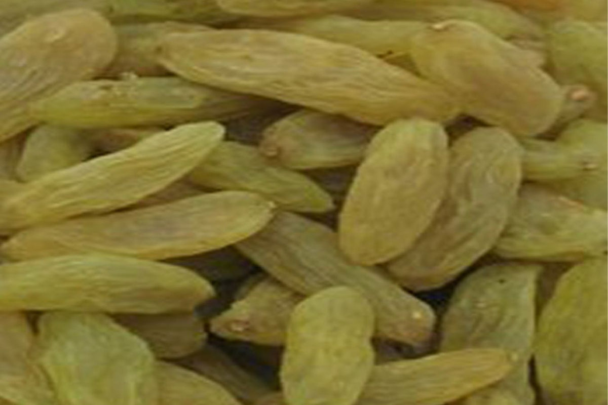 Sogi (Raisins Indian) Full Bold Size